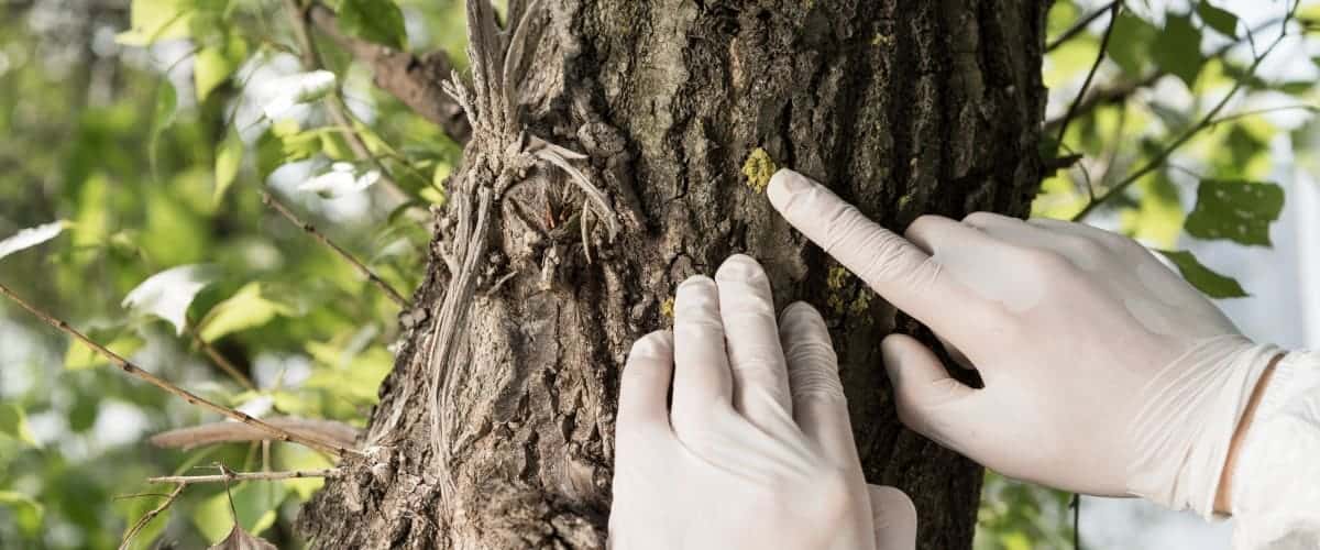 Arborist assessing residential tree