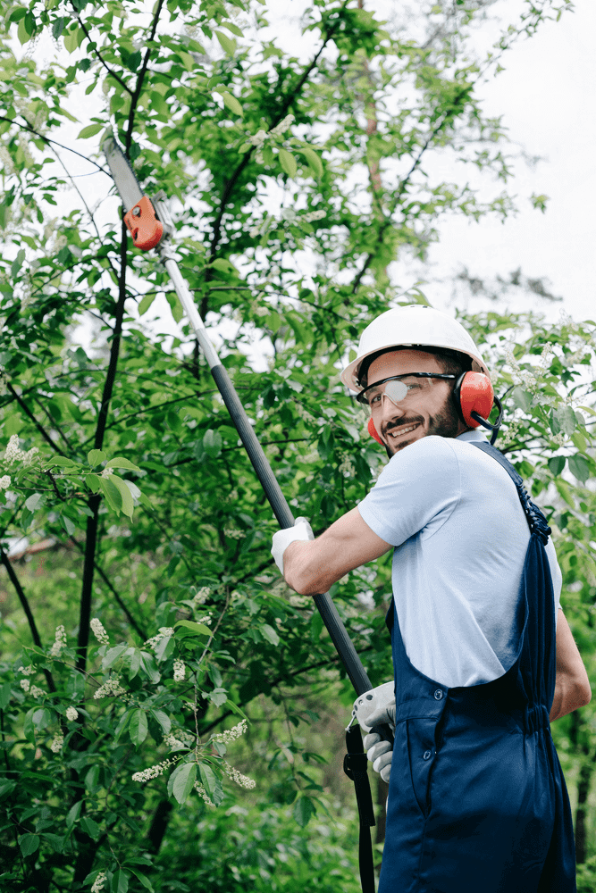 Tree worker using pole chainsaw to trim trees