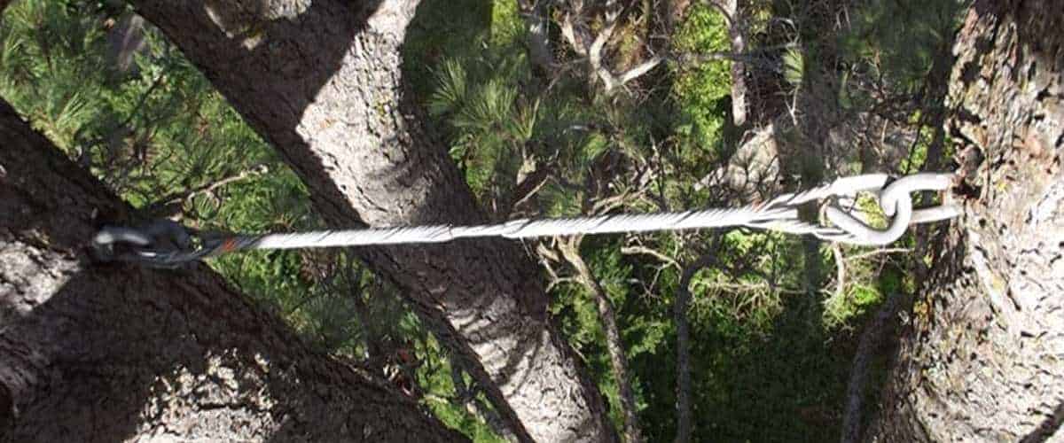 Cabling-and-bracing-a-tree