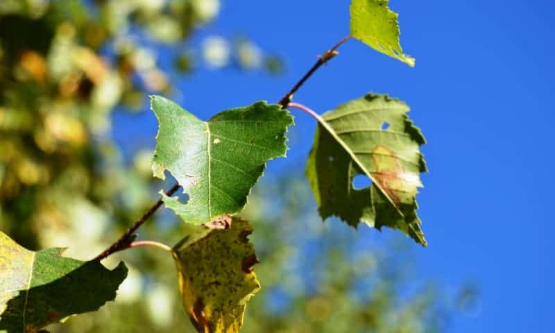Closeup of diseased oak tree leaves