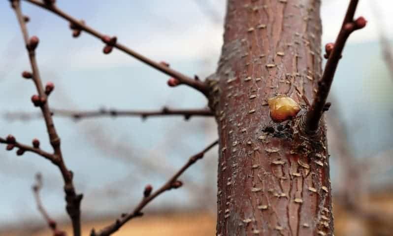 Fungus growing on small tree