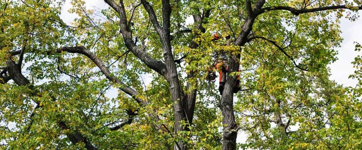 Tree Worker Reducing the Crown of a Tree