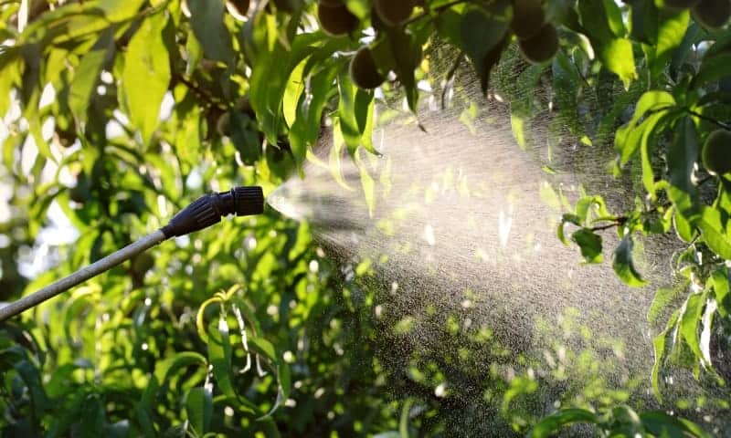 Tree specialist spraying treatment for diseased tree