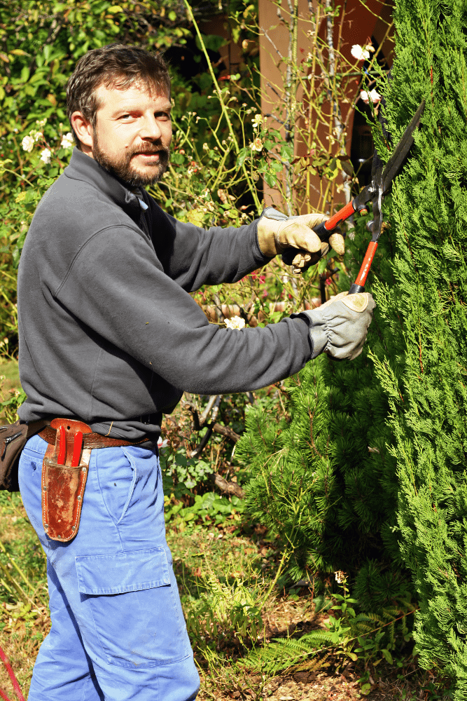 Arborist using a hand pruner to shape and trim hedge trees, provided by Viva Trees in Timberwood Park, TX