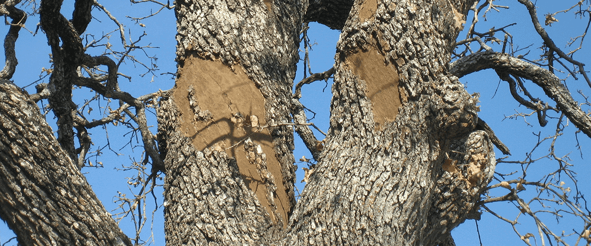 Oak Tree infected by Oak Wilt Fungus