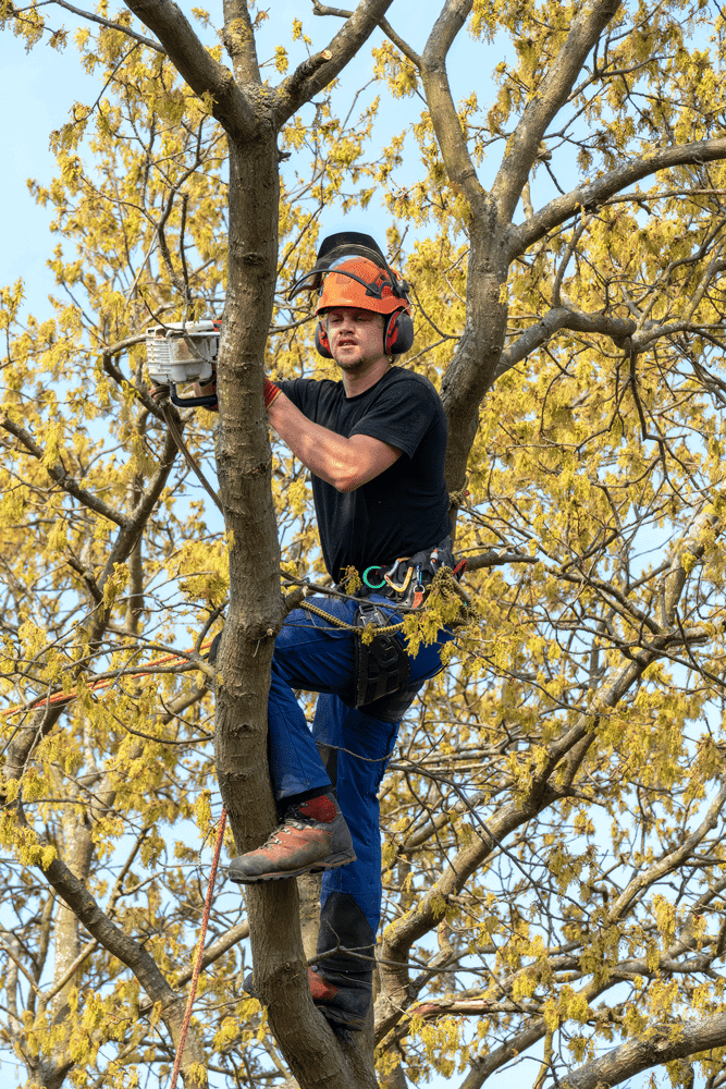 Tree specialist climbing a tree to prune for maintenance