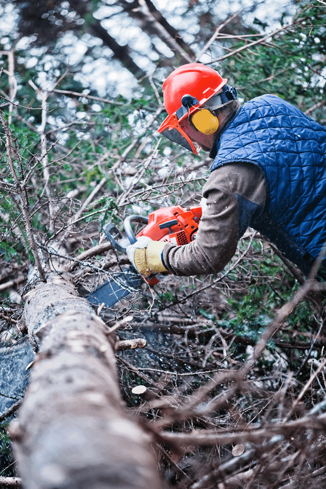 Tree specialist cutting tree with chainsaw