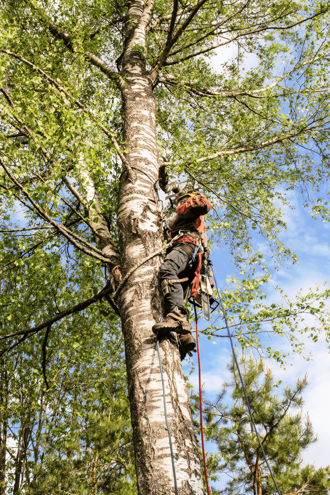 Arborist carefully inspecting tree limbs for signs of disease or decay, provided by Viva Trees in Terrell Hills, TX