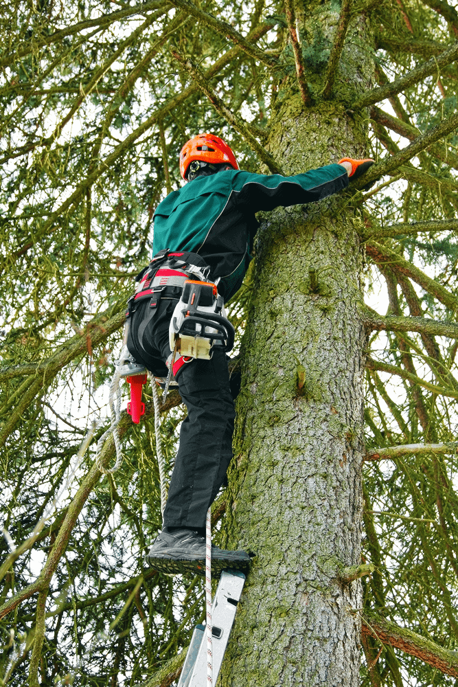 Arborist climbing large tree to trim branches