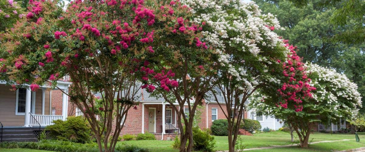 Beautiful Crepe Myrtles in a residential Texas neighborhood