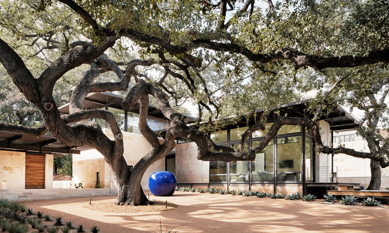 Huge Oak tree in backyard of Olmos Park home trimmed for maintenance (1)