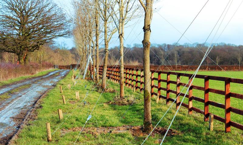 Multiple trees on the side of a road anchored for stability