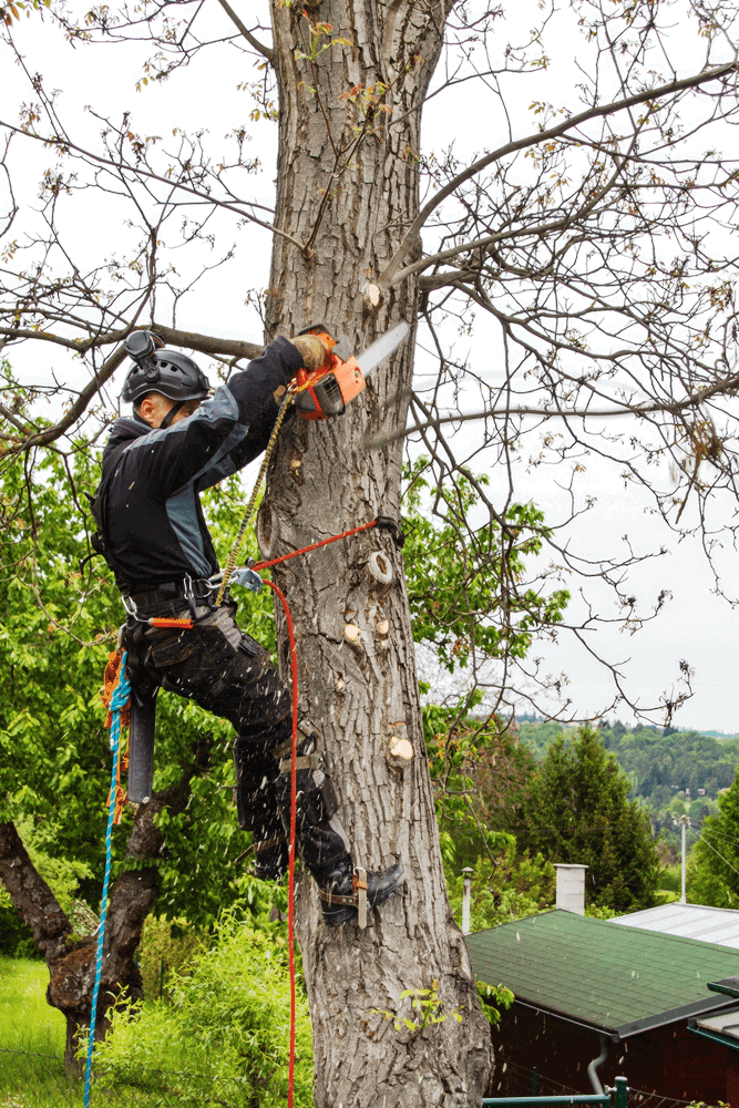 Arborist climbing large tree with chainsaw