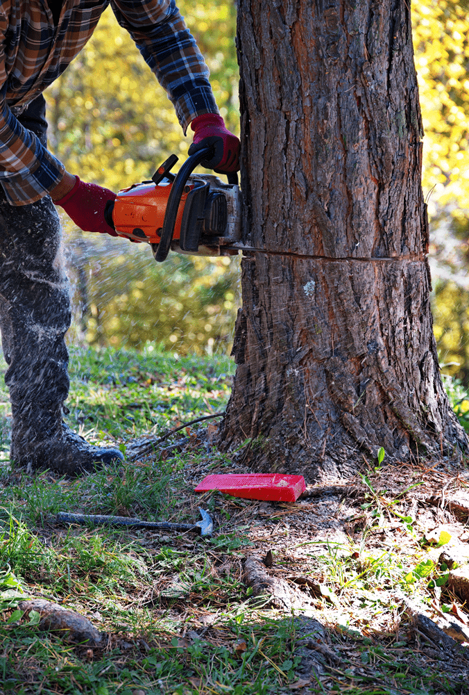 Arborist cutting down a tree using a chainsaw
