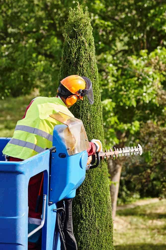 Arborist trimming large tree