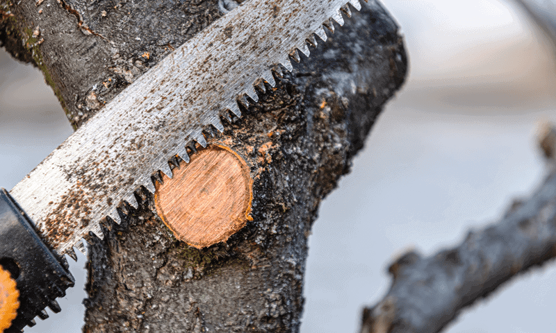 Close up image of a handsaw cutting a tree limb to thin out the canopy