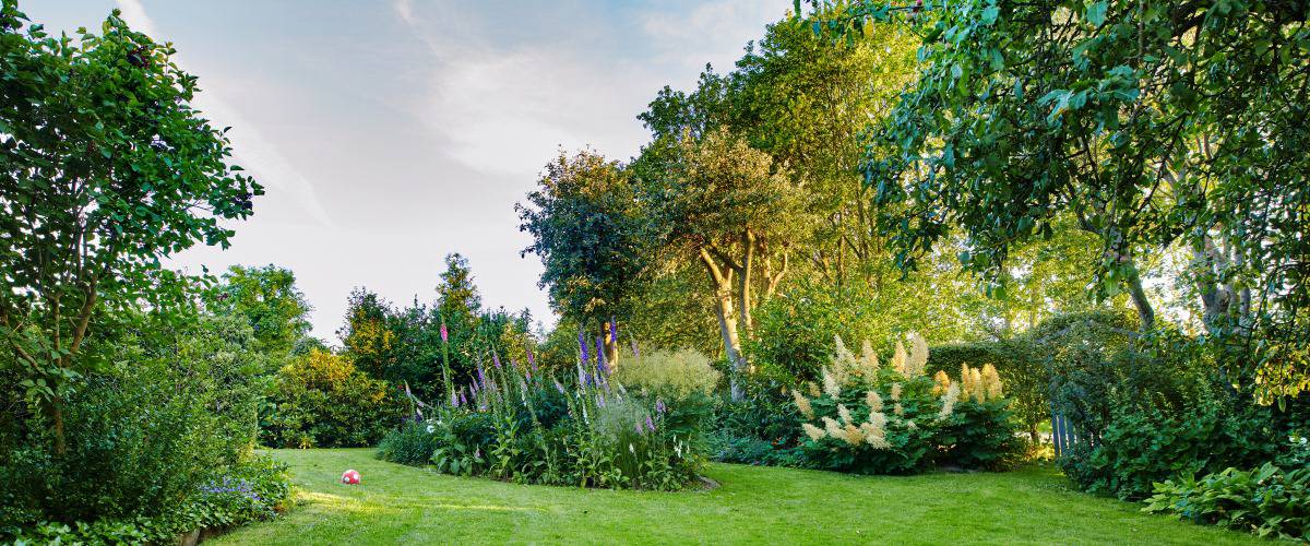 Landscape with wonderful trees