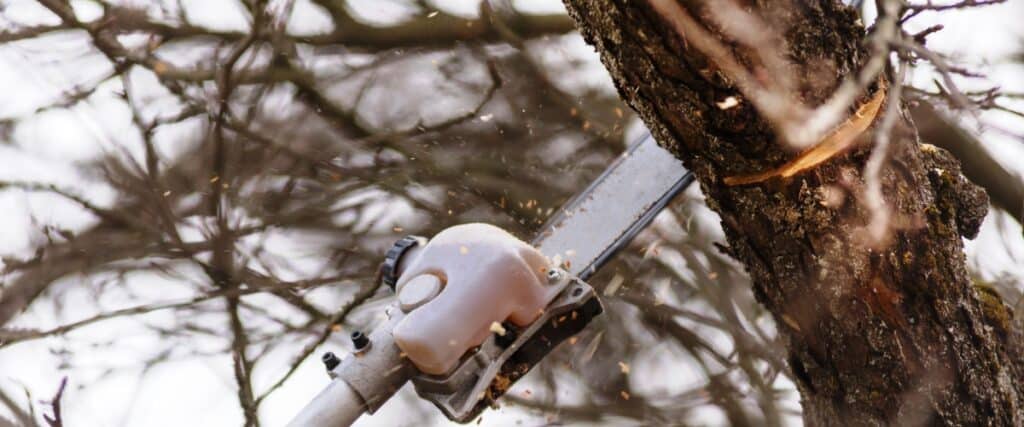 Why Winter Pruning is Essential for Healthy Trees | Viva Trees
