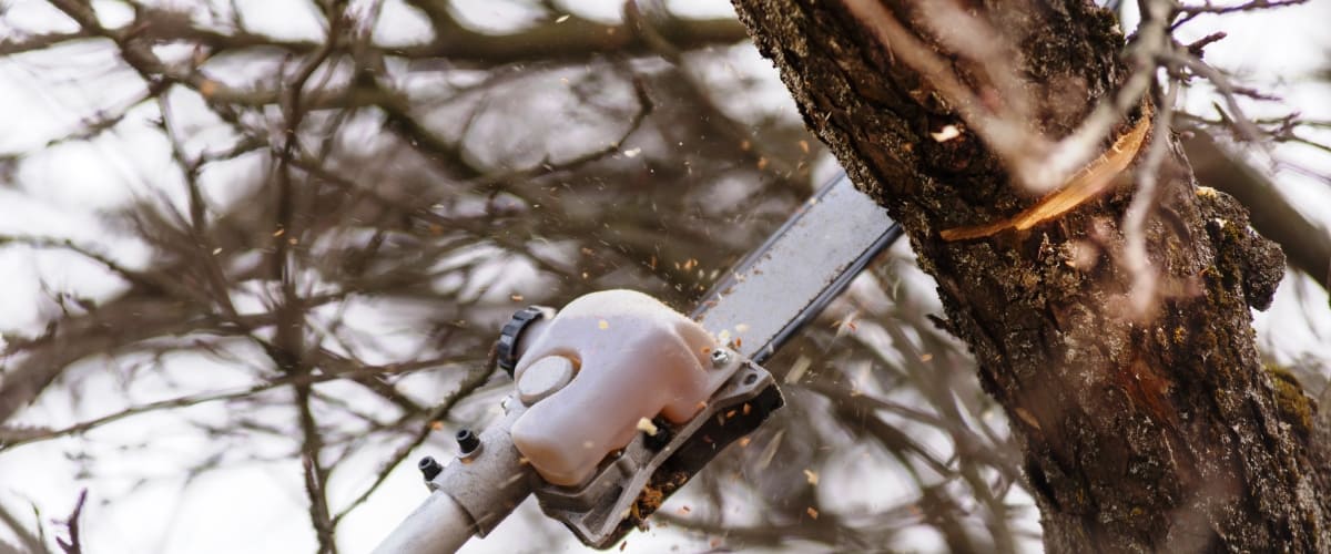 Pole saw cutting tree branch