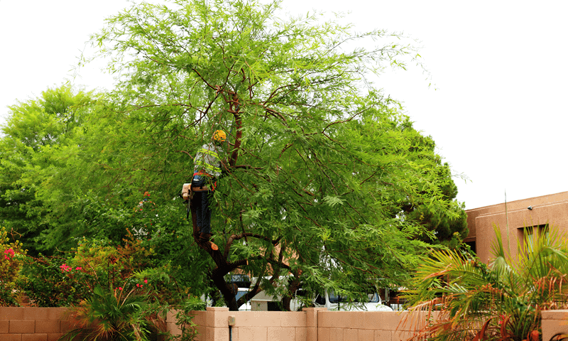 Tree climber on top of a tree thinning out the canopy