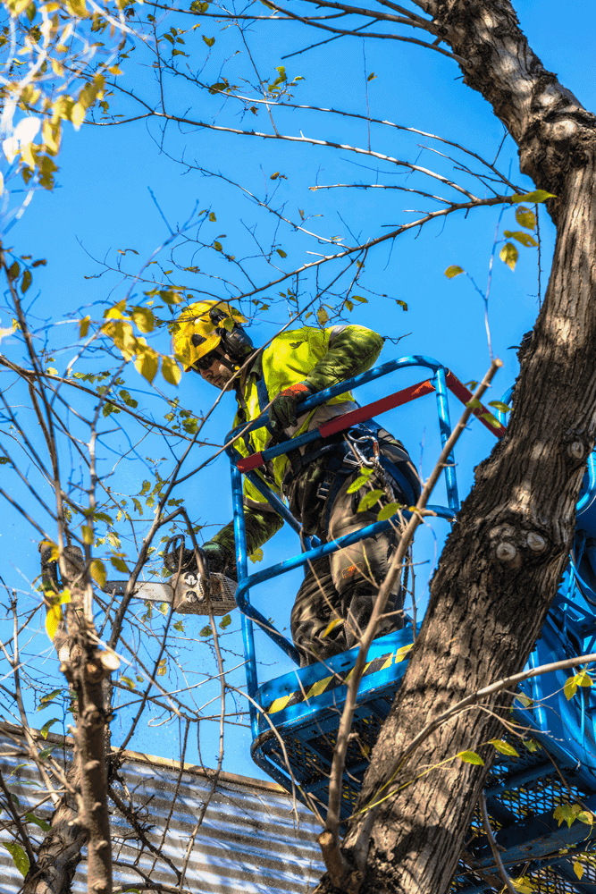 Arborist using a chainsaw to prune large tree