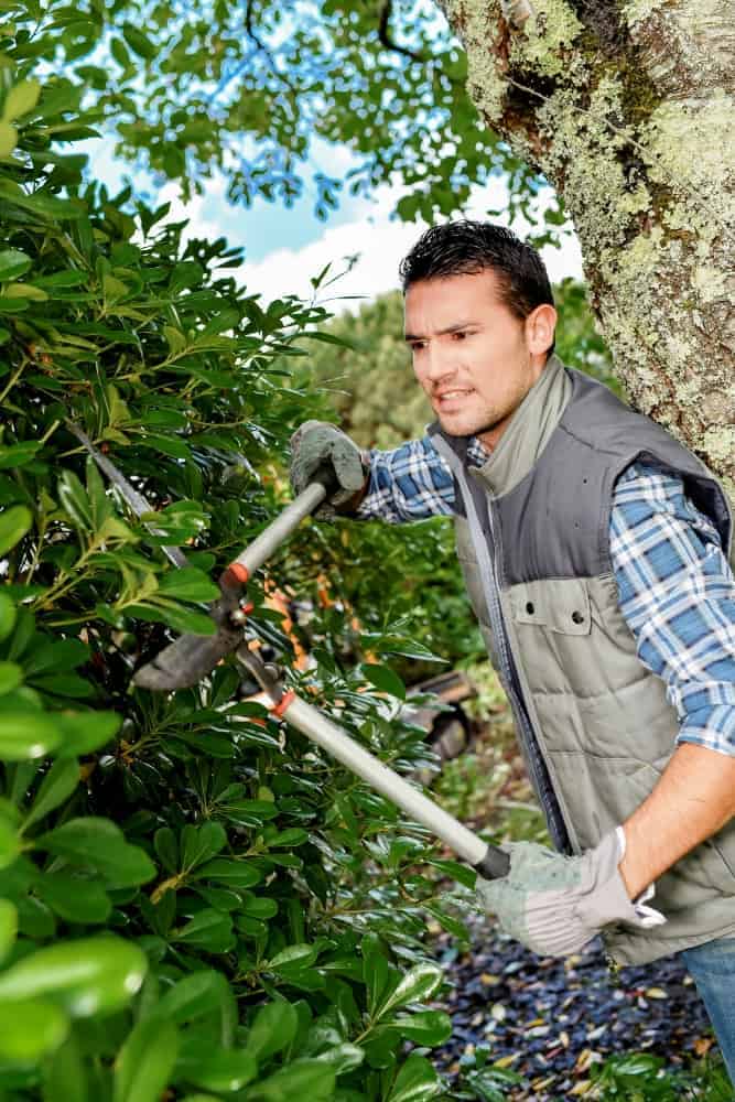 Arborist using a hand pruner to shape and trim a young trees, provided by Viva Trees in The Dominion neighborhood