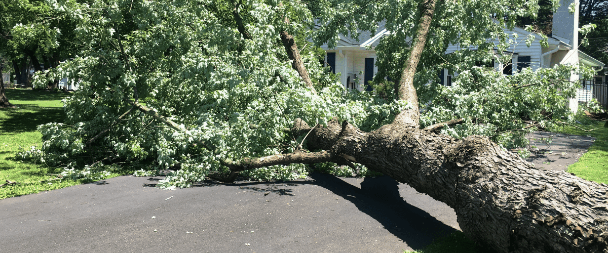 Large oak tree fallen on driveway due to storm damage
