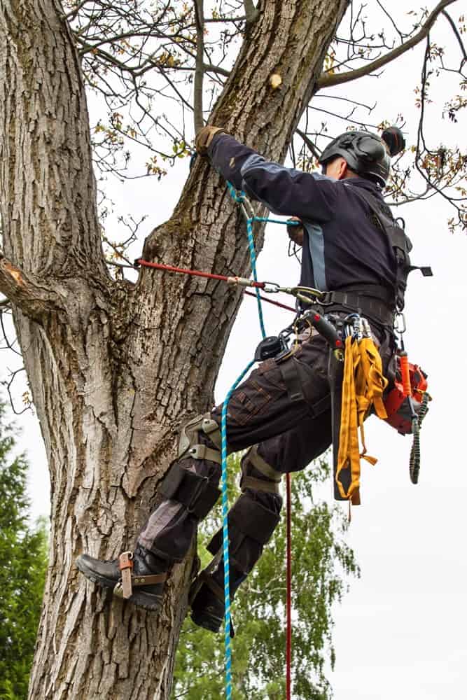 Viva Trees Expert Arborist Cutting Down a Tree