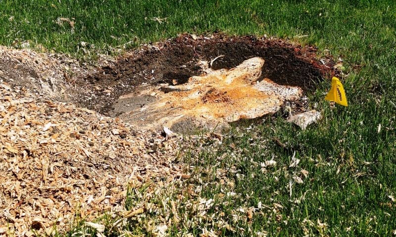 A lawn with a stump completely removed