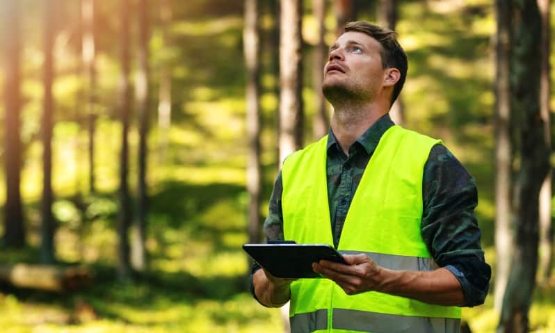 A tree consultant inspecting some trees on a property