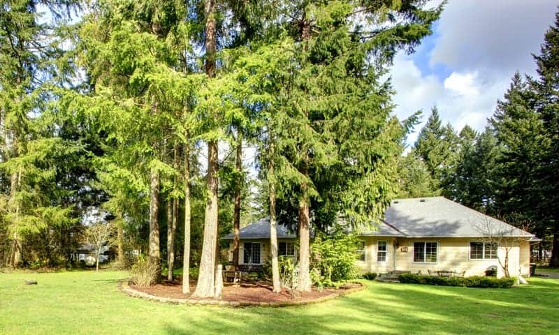 An image of a property with fertilized large trees
