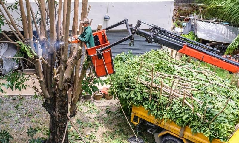 Arborist removing a large tree with crane assistance