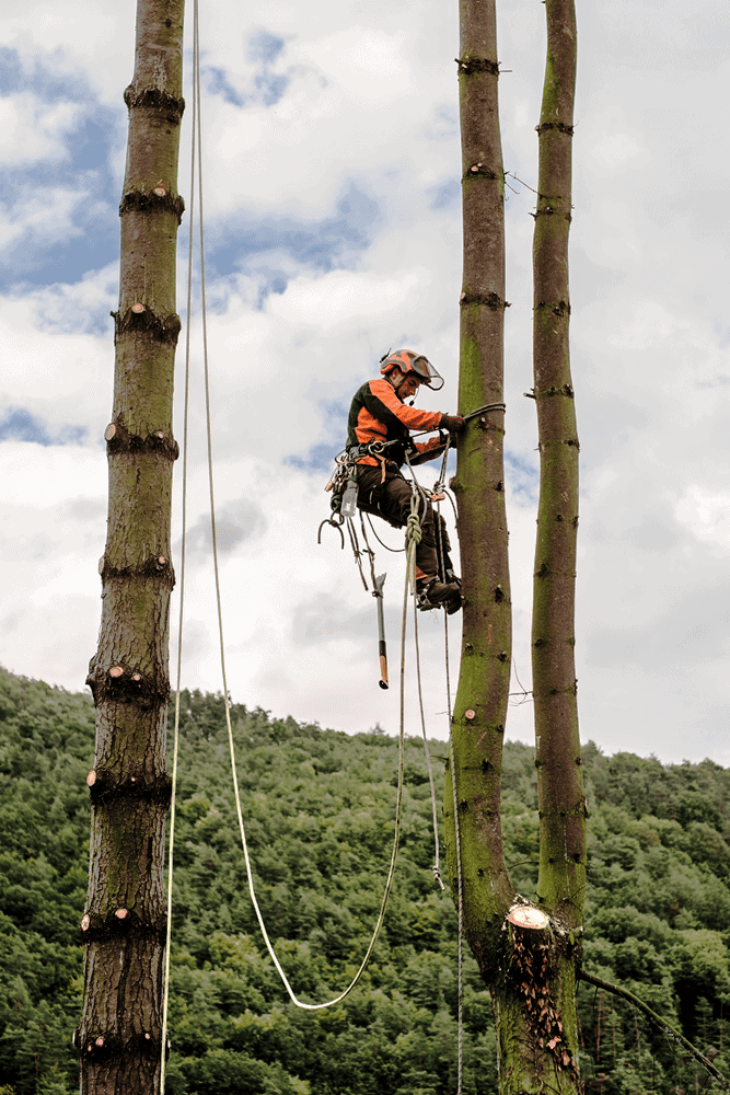 Arborist removing large tree