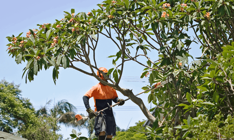 Arborist using a pole chainsaw to prune the canopy of large tree