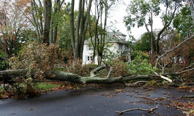 Damaged tree fallen on residential driveway