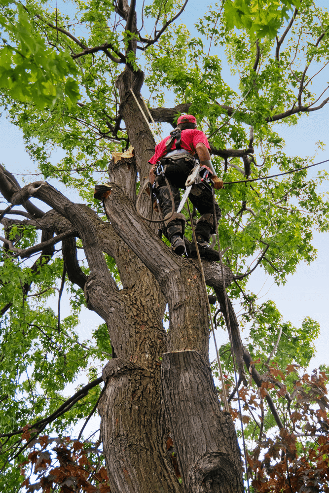Experienced tree climber using ropes and pulleys to safely prune a tree