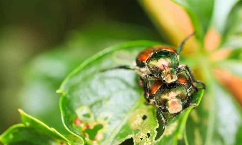 Japanese Beetle infestation