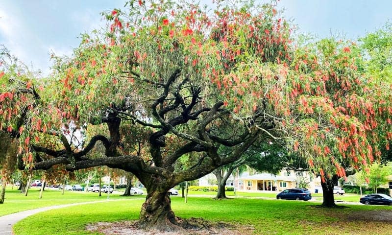 Large tree in healthy conditions due to tree pest control