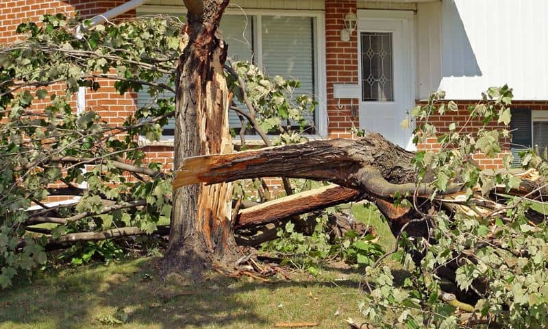 Damaged oak tree split in half