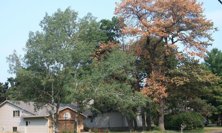 Oak wilt detected on a Texas residence