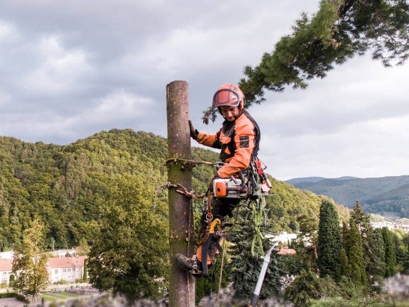 Tree Climber removing limbs for a tree removal job