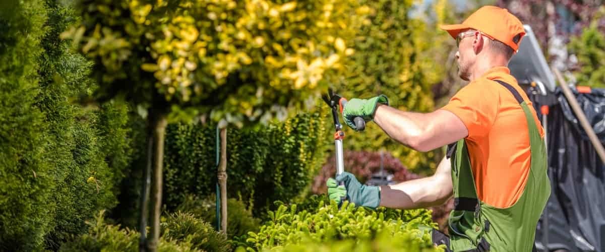 Tree Worker providing plant health care on a property