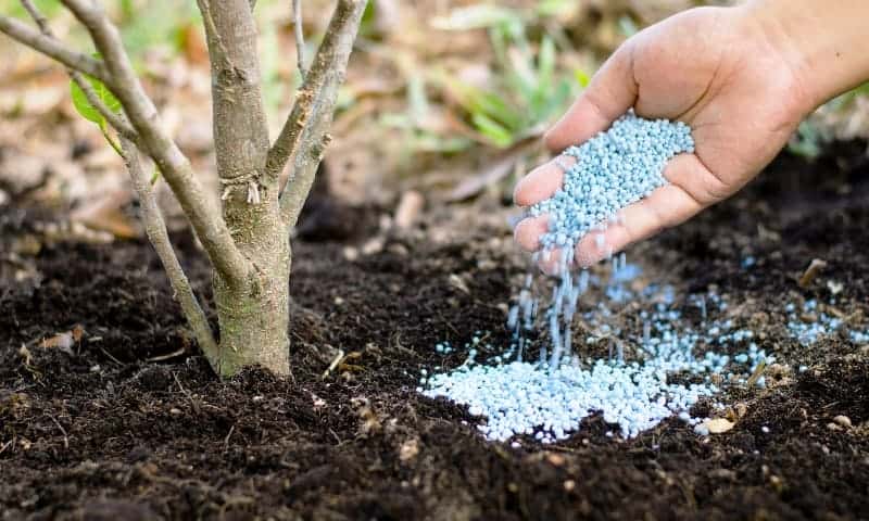 Tree care specialist adding fertilizer to trees
