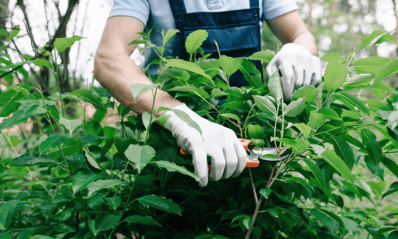 Tree care specialist trimming shrubs with handheld pruners