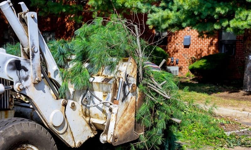 Tree debris removal