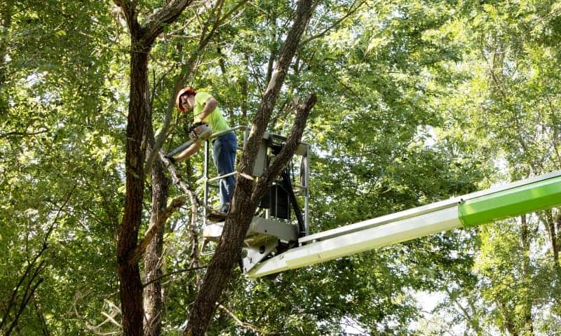 Tree specialist removing dead branches from backyard trees