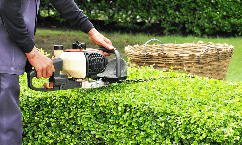 Tree worker using hedge trimmer to improve shrub aesthetics
