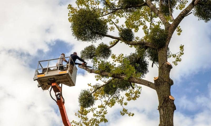 Tree workers using a chainsaw to remove large limb with the help of a crane operator