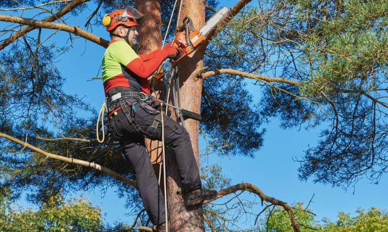 Viva Trees Arborist Pruning a Large Tree