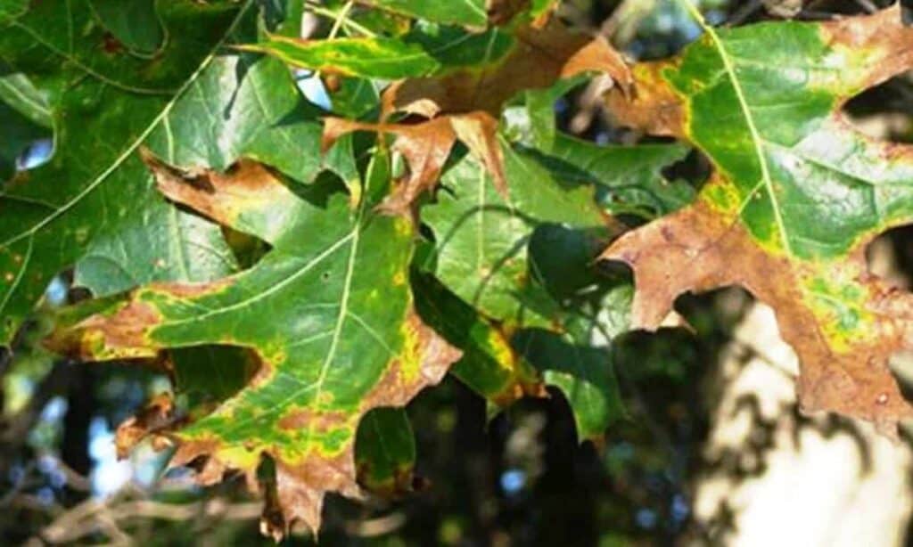 Yellowing and wilting of leaves caused by oak wilt